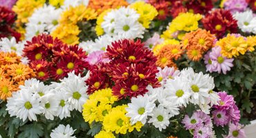 Pourquoi des chrysanthèmes à la Toussaint ?